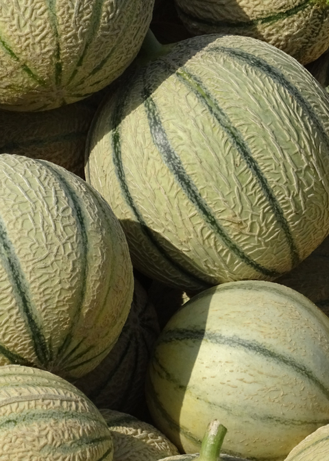Melon Charentais Bio - 1 pièce